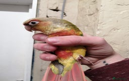 Parrots birds for sale: BIRDS/Parakeets/Parrots Available  - Image 16