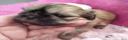 Shih Tzu dogs for sale: Kc reg Stunning small baby boys/girl - Advert 17