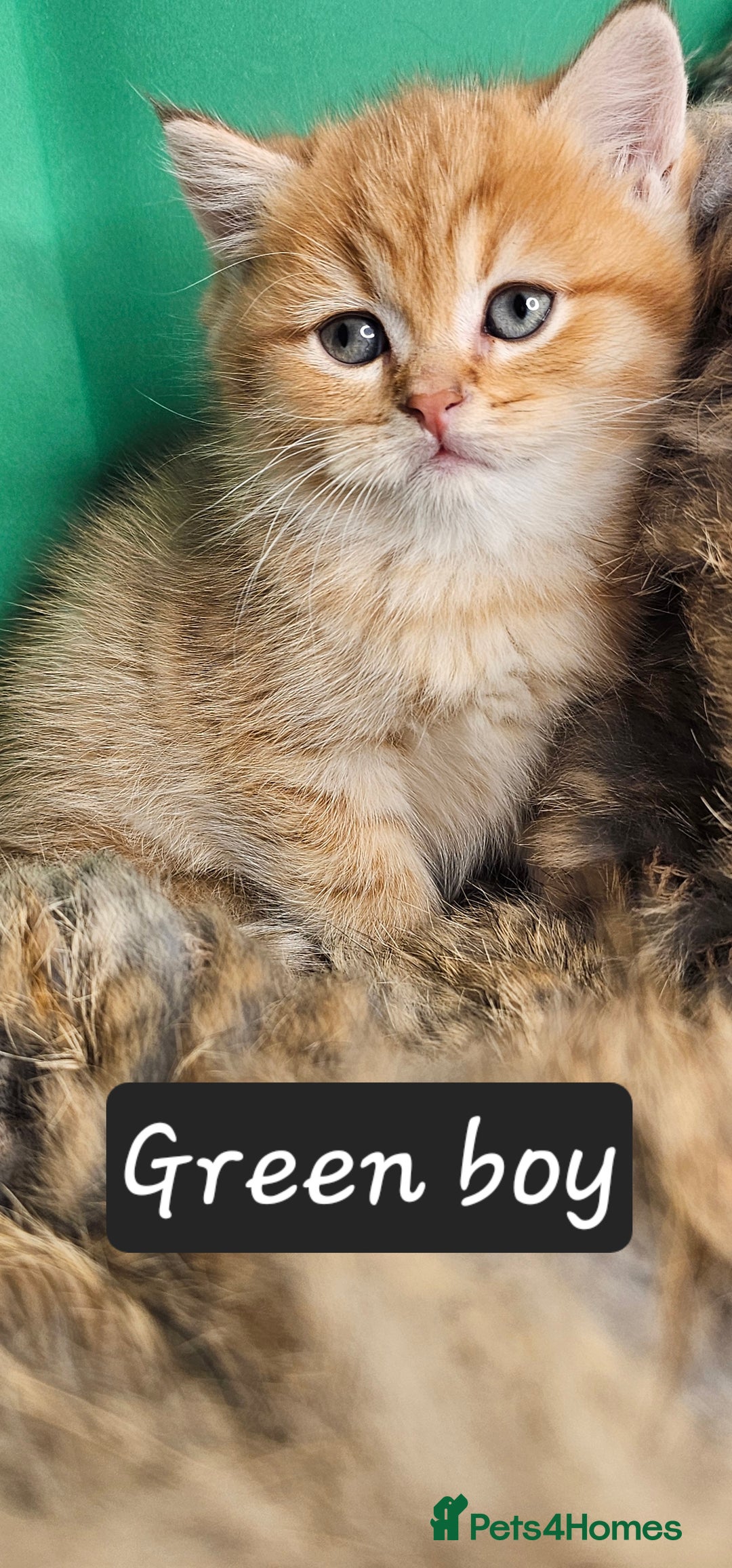 British Shorthair cats for sale: BSH GOLDEN KITTENS - Advert 31