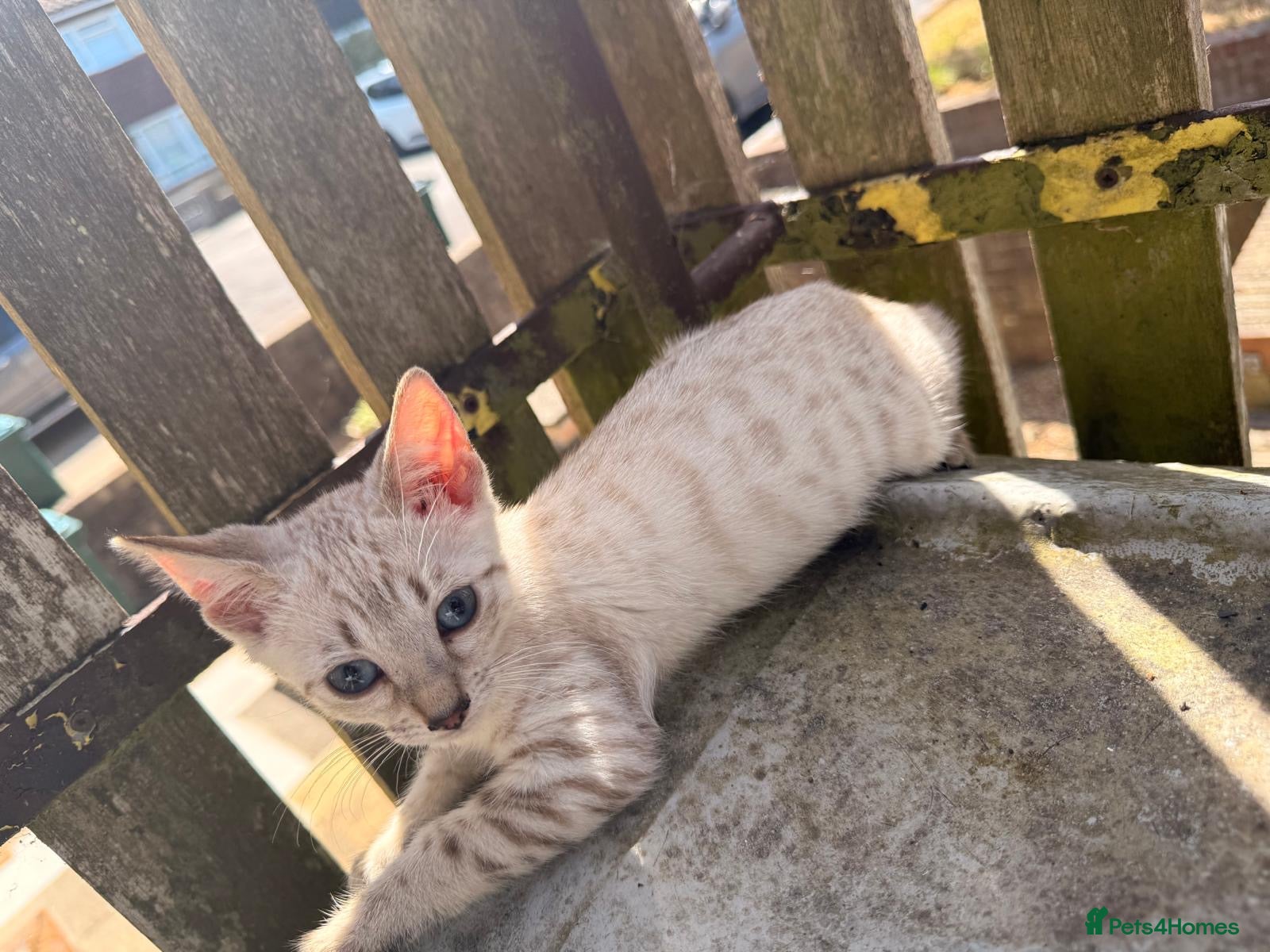 Bengal cats Silver, Snow Lynx & Brown Rosette Bengals - Advert 10