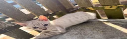 Bengal cats for sale:  Snow Lynx bengal  - Advert 14