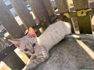 Bengal cats Silver, Snow Lynx & Brown Rosette Bengals - Advert 10