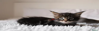 Maine Coon Kitten 1