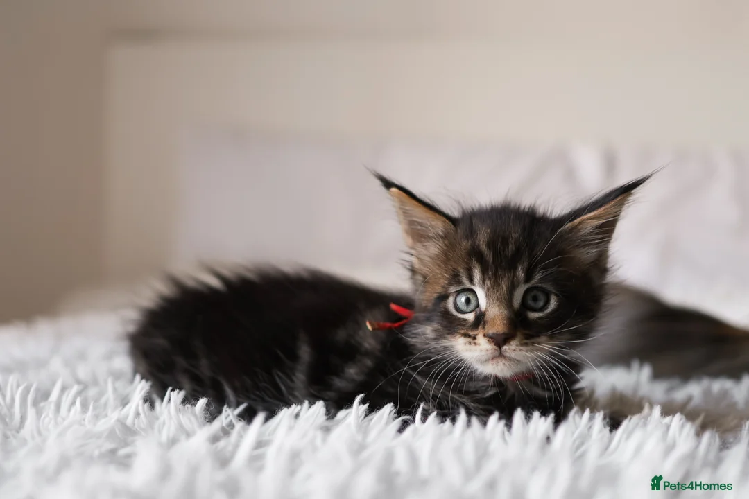 Maine Coon cats for sale: 3 Beautiful Russian import Maine coon kittens TICA - Advert 27