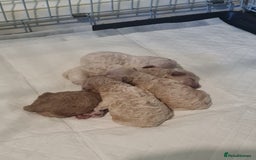 Cavapoo dogs for sale: 5 beautiful cavapoos for sale - Image 2