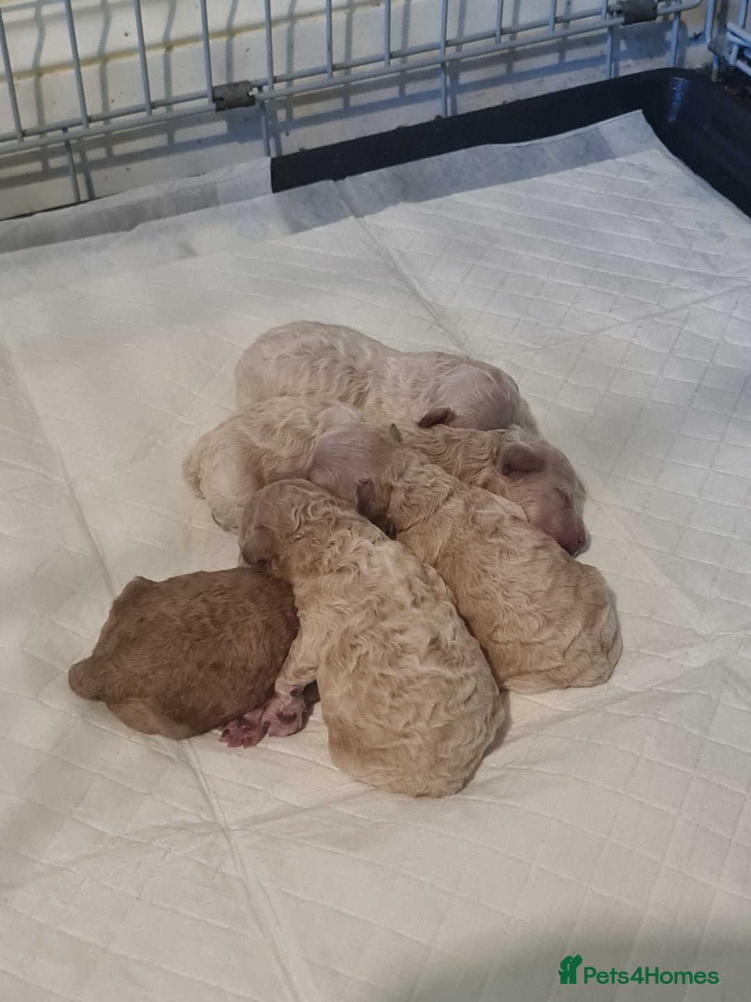 Cavapoo dogs for sale: 5 beautiful cavapoos for sale - Image 2