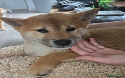 Japanese Shiba Inu dogs for sale: Stunning Shibas  in Llanybydder - Image 2