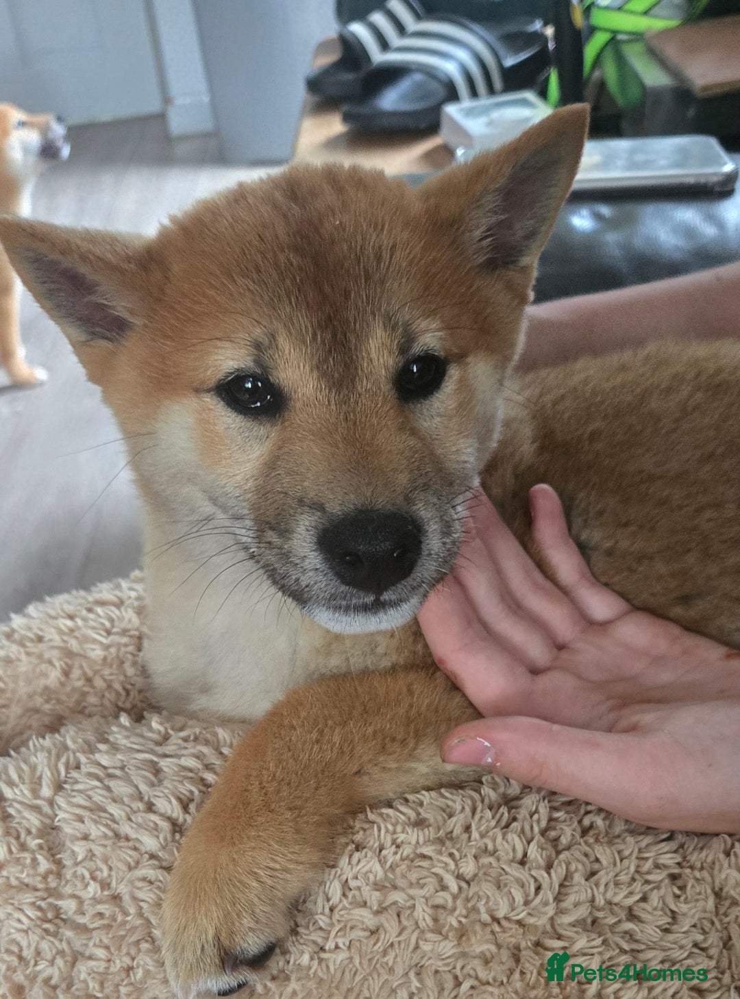 Japanese Shiba Inu dogs for sale: Stunning Shibas  in Llanybydder - Image 2