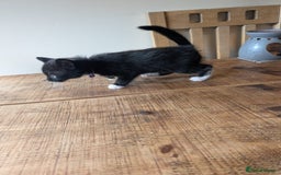 Mixed Breed cats for sale: 7 kittens ready for their forever home - Image 10