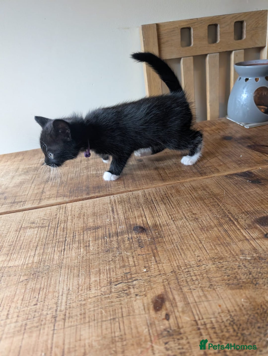 Mixed Breed cats for sale: 7 kittens ready for their forever home - Image 10