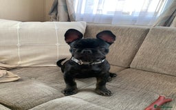 French Bulldog dogs for sale: Frenchie - Image 2