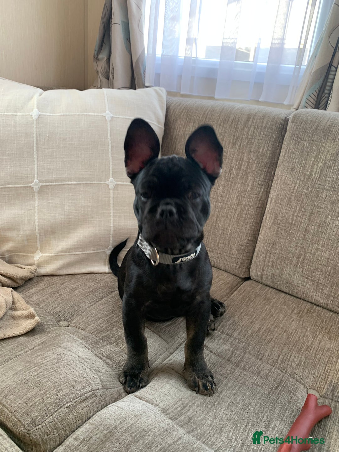 French Bulldog dogs for sale: Frenchie - Image 2