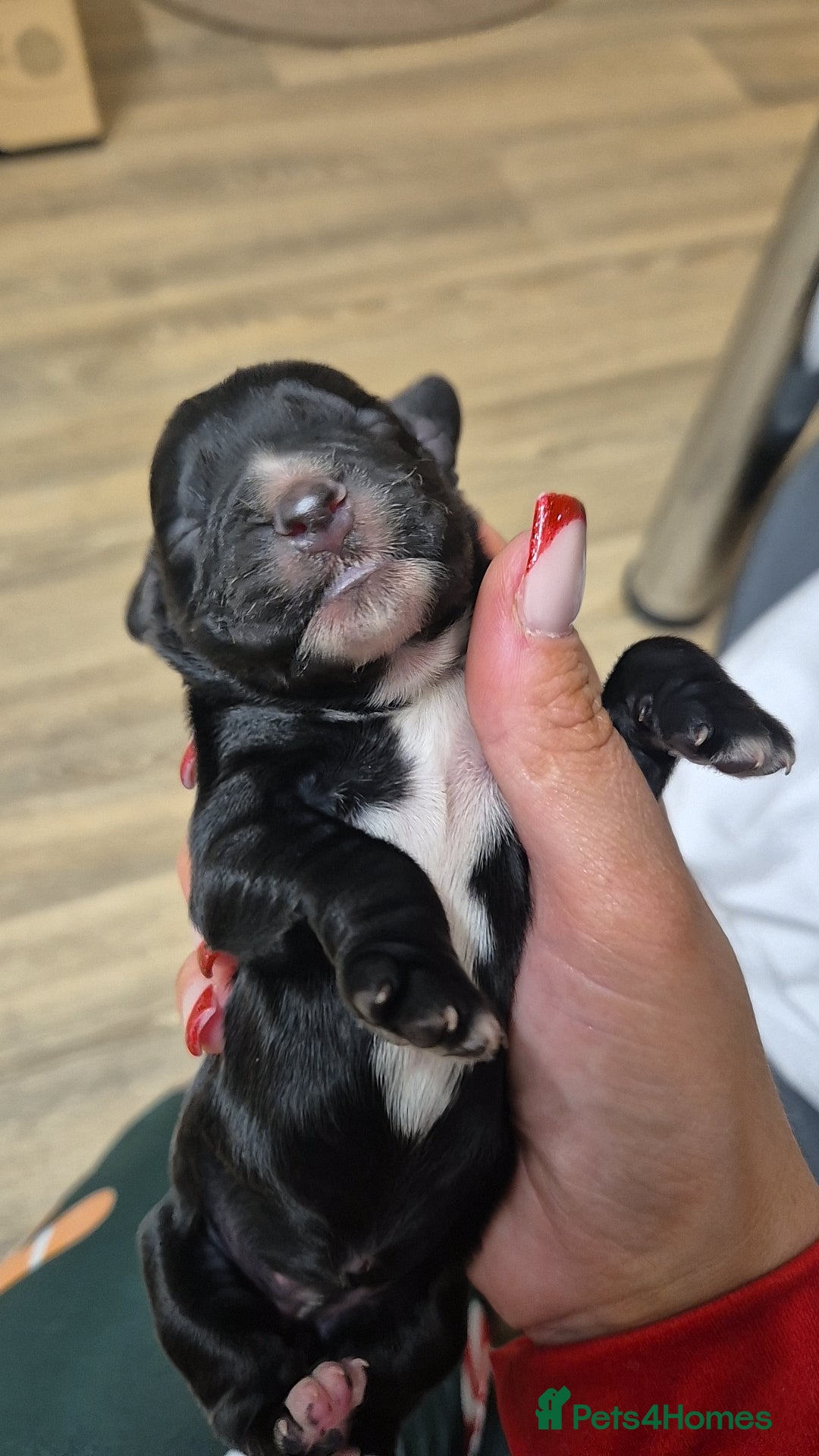 Cocker Spaniel dogs for sale: Stunning cocker spaniel pups - Advert 14