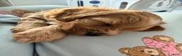 Mixed Breed dogs for sale: Amazing little of cava- cockapoo pups in Warrington - Advert 4