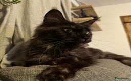 Maine Coon cats for sale: Registered TICA Blue Smoke Maine Coon Kittens - Image 7