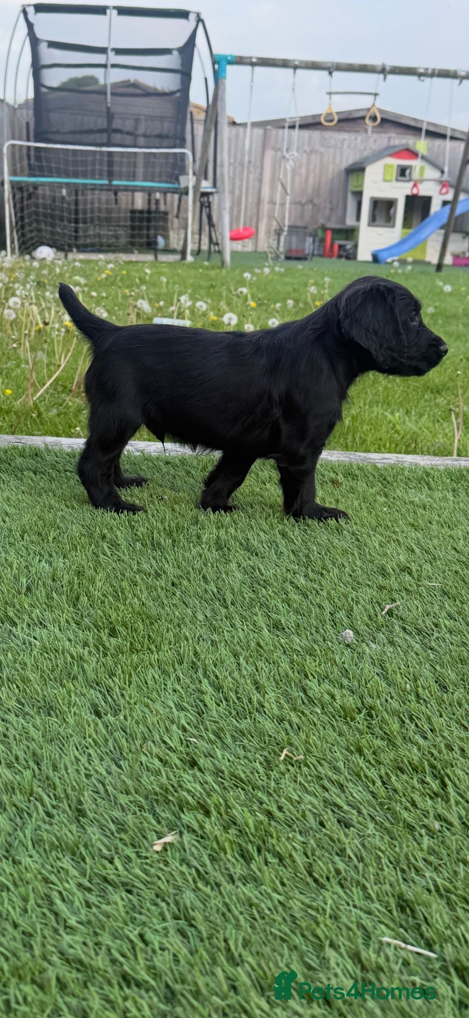 Cocker Spaniel dogs for sale: Working Cocker spaniel puppies  - Advert 1