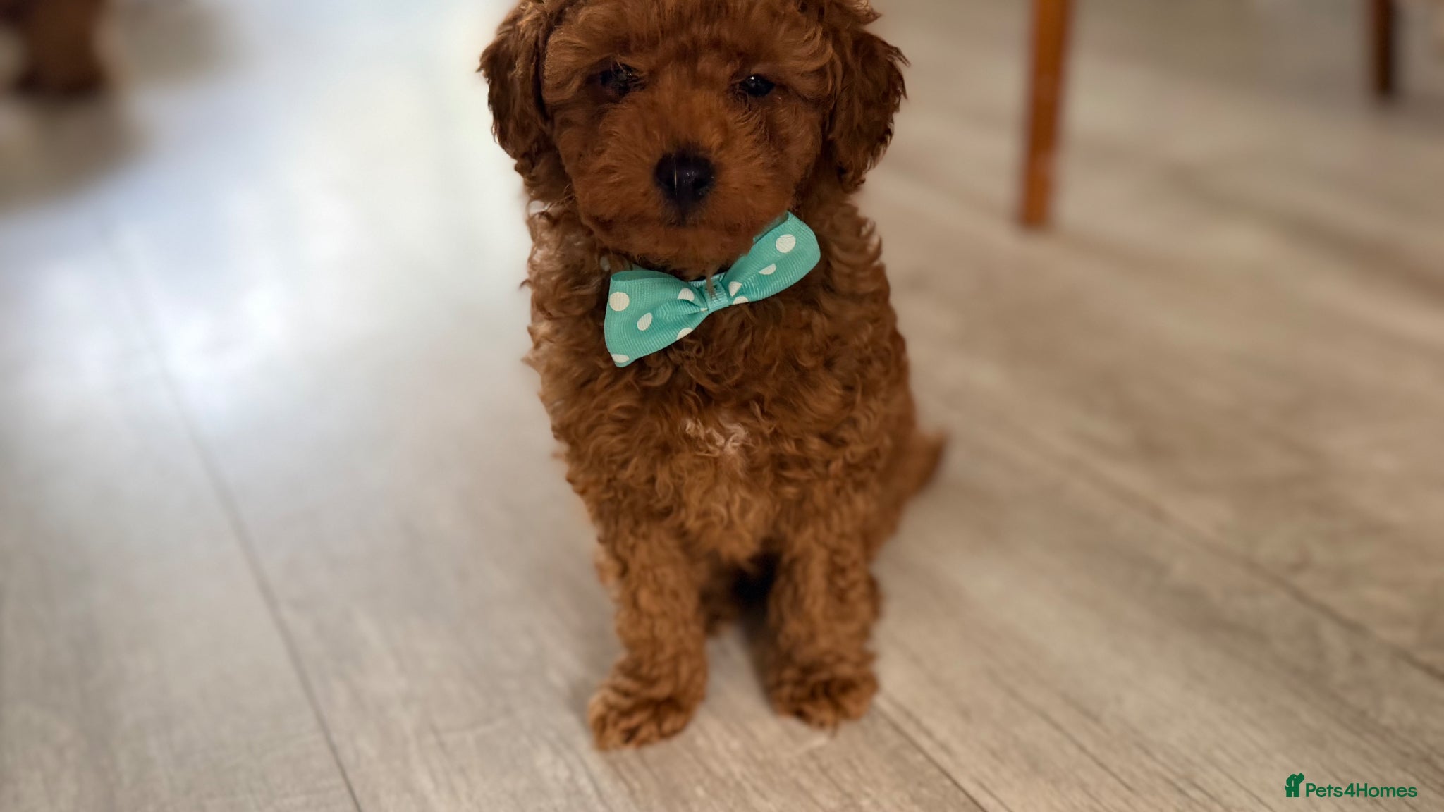 Toy Poodle dogs Asian Toy Poodle  - Advert 16