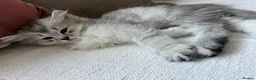 British Longhair cats for sale: British Longhair little kittens  - Advert 4