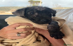 Mixed Breed dogs for sale: Moroccan Puppy  - Image 8