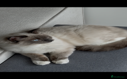 Ragdoll cats for sale: Beautiful Blue point mitted Ragdoll  - Advert 11