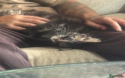 Maine Coon cats for sale: Last super loving boy left tica reg + vaccinated - Image 16
