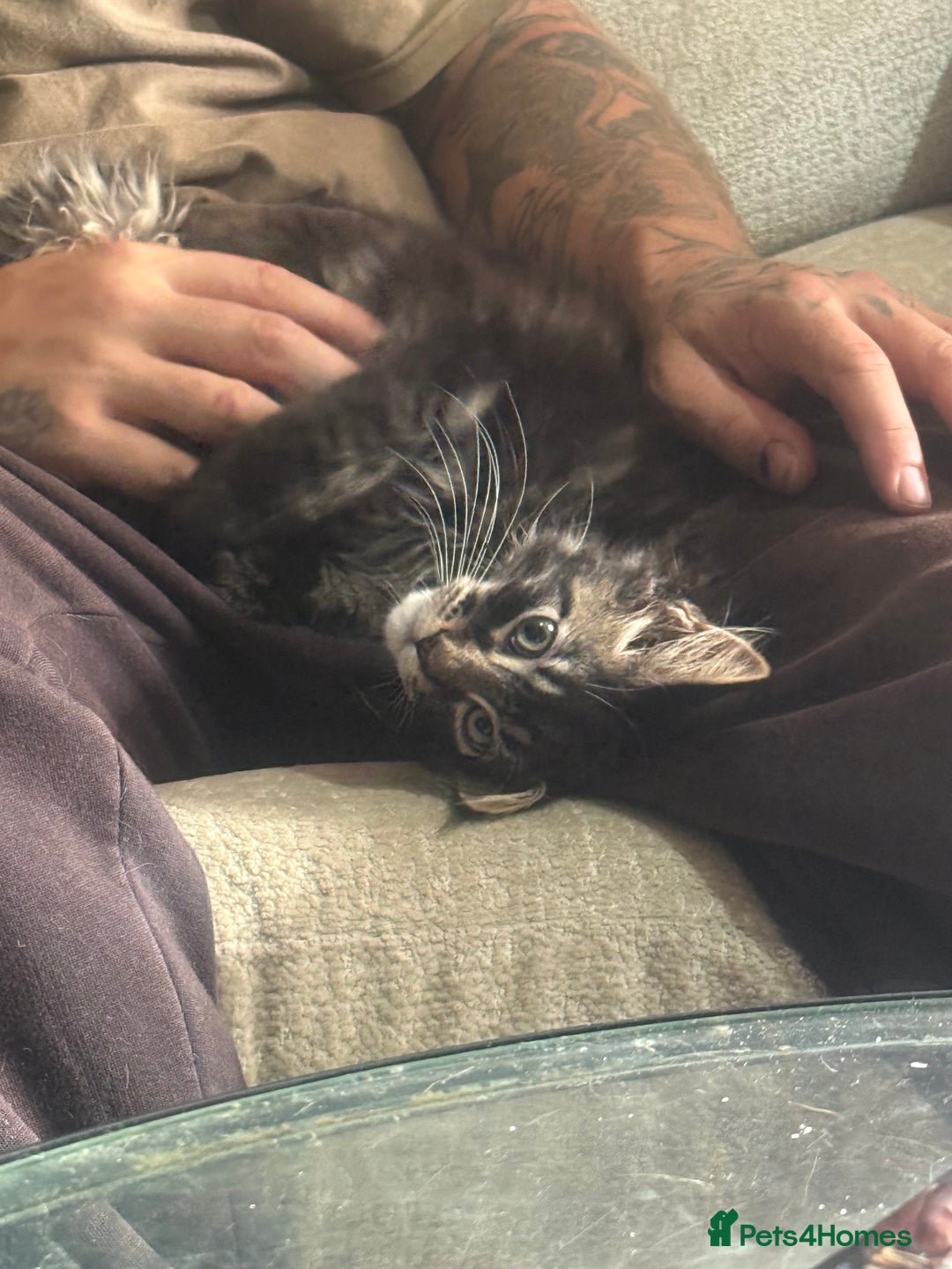Maine Coon cats for sale: Last super loving boy left tica reg + vaccinated - Image 16