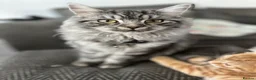 Scottish Fold cats for sale: Scottish fold cross kittens - Advert 1