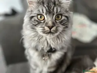 Scottish Fold cats Scottish fold cross kittens - Advert 4