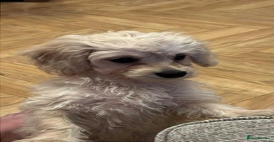 Mixed Breed dogs - Advert 4