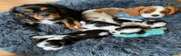 Cavalier King Charles Spaniel dogs for sale: Perfect Family-Raised Cavalier King Charles pups - Advert 5
