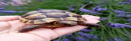 Tortoise reptiles for sale: Baby Hermans and spur thighed tortoises in Norwich - Advert 7