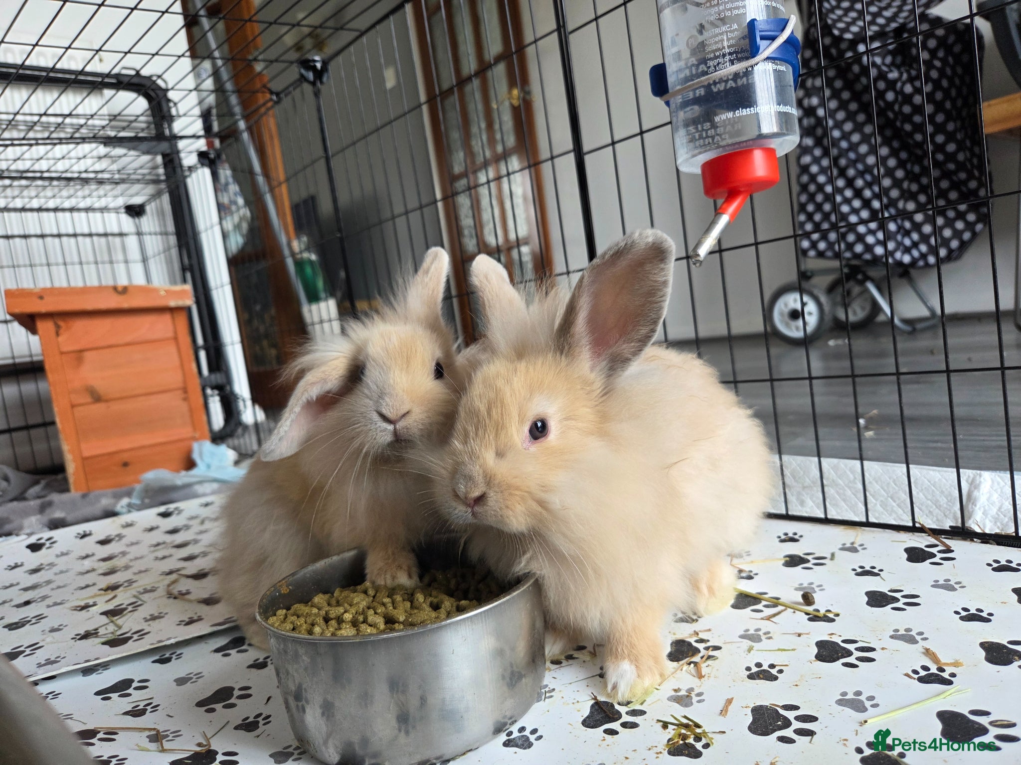 Mini Lion Lop rabbits TWO GIRLS LEFT❗️£140 for 2 ❗️GORGEOUS BUNS🐰 ❤️ - Advert 1