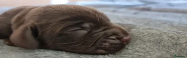 Field Spaniel 7