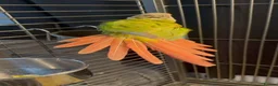 Conures birds for sale: Green Cheek Conure  - Advert 2