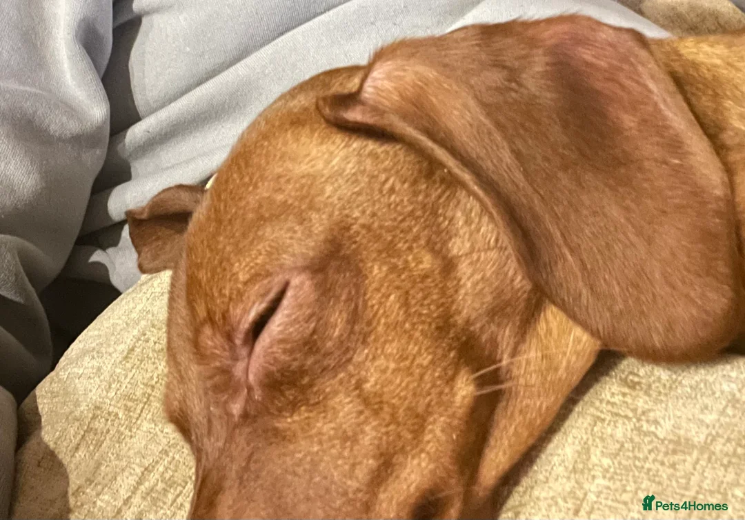 Miniature Dachshund dogs for sale: Six month old miniature Dachshund  - Advert 5