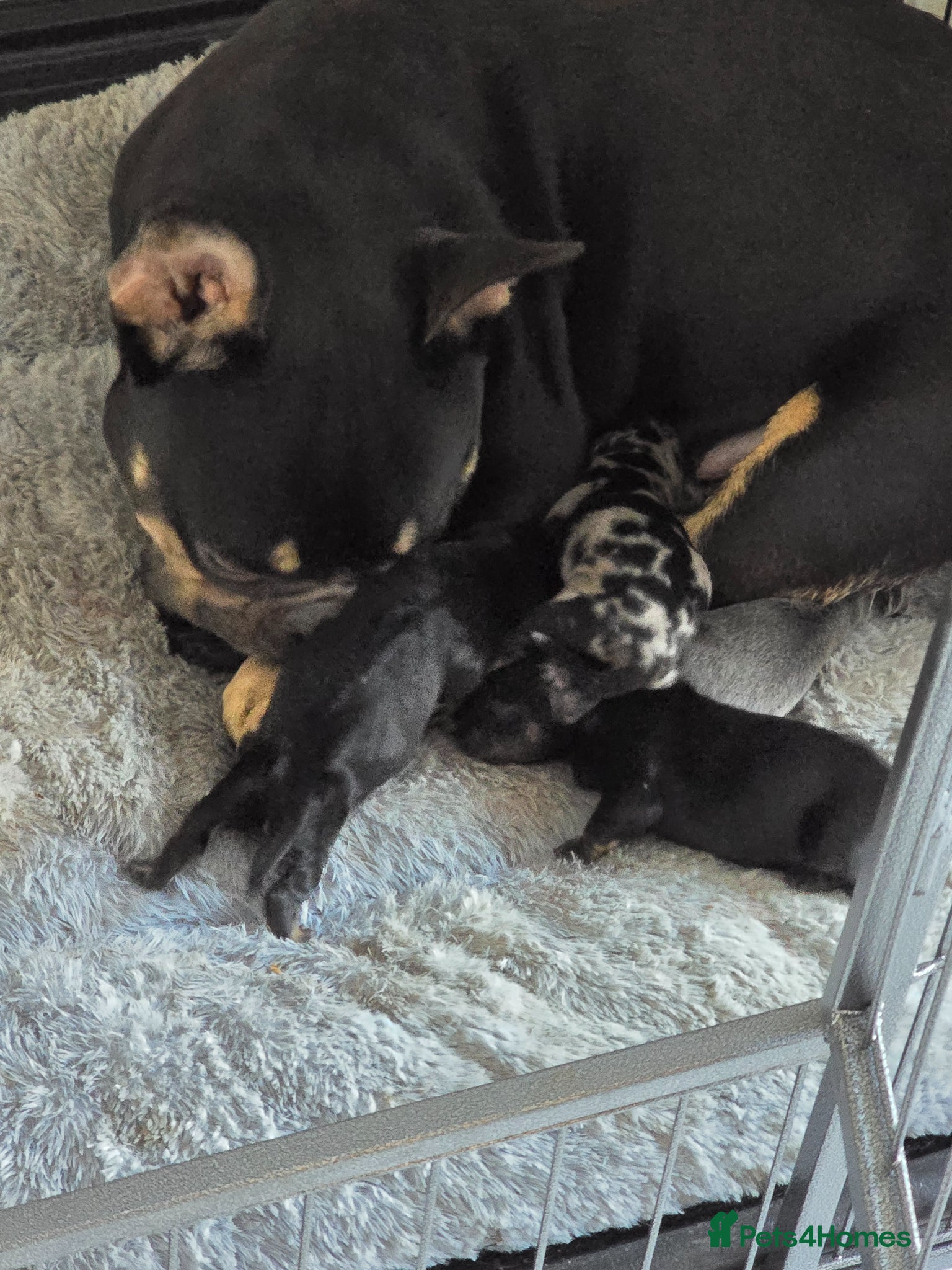 Mixed Breed dogs for sale: 5 beautiful French bull weiner puppies for sale - Advert 1