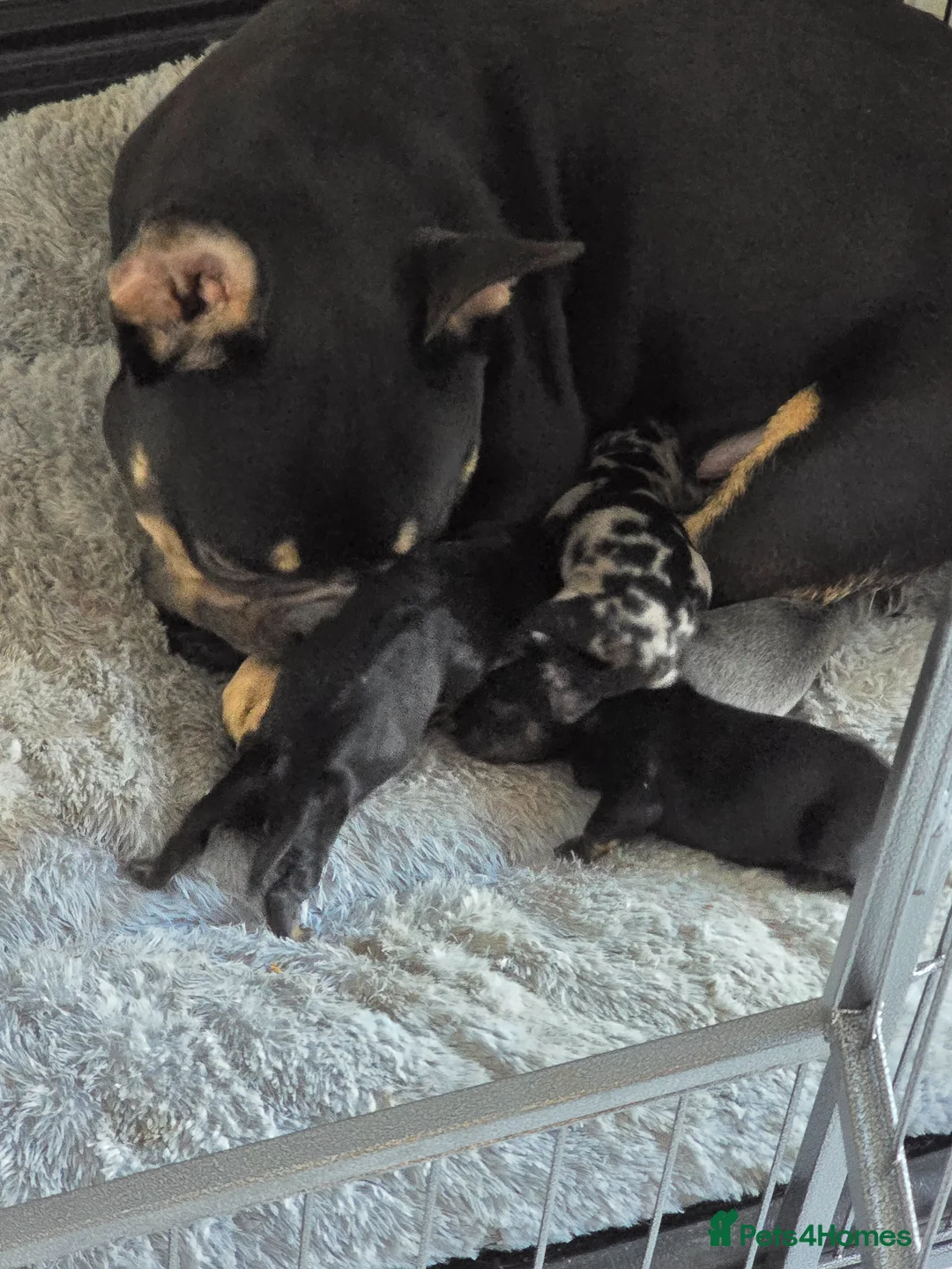 Mixed Breed dogs for sale: 5 beautiful French bull weiner puppies for sale - Advert 1