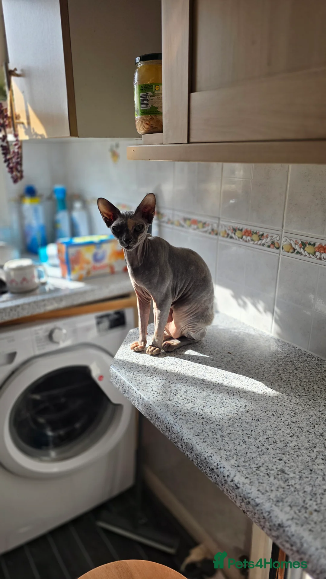 Sphynx cats for sale: Pixie needs a loving home  in Ilkeston - Advert 12