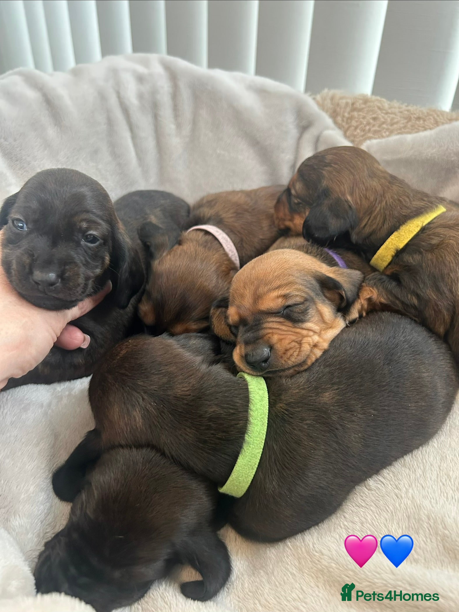 Dachshund dogs Stunning 5 generation KC standard dachshunds  in Thornton-Cleveleys - Advert 3