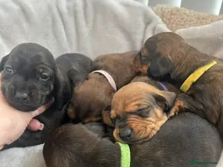 Dachshund dogs Stunning 5 generation KC standard dachshunds in Thornton-Cleveleys - Advert 3