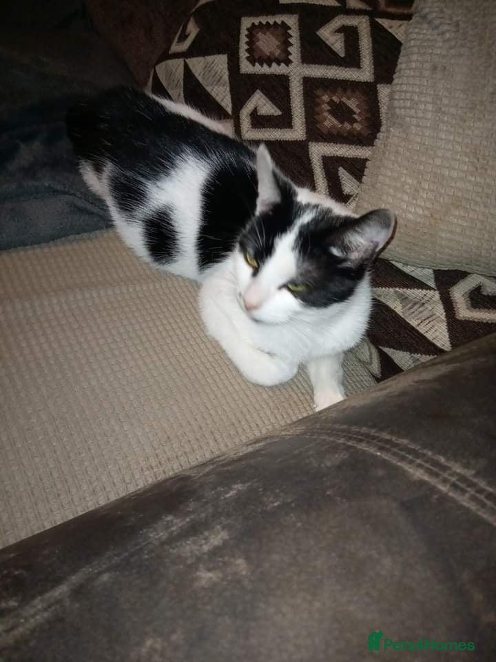 Mixed Breed cats 3 very loving girls looking for forever homes - Advert 2