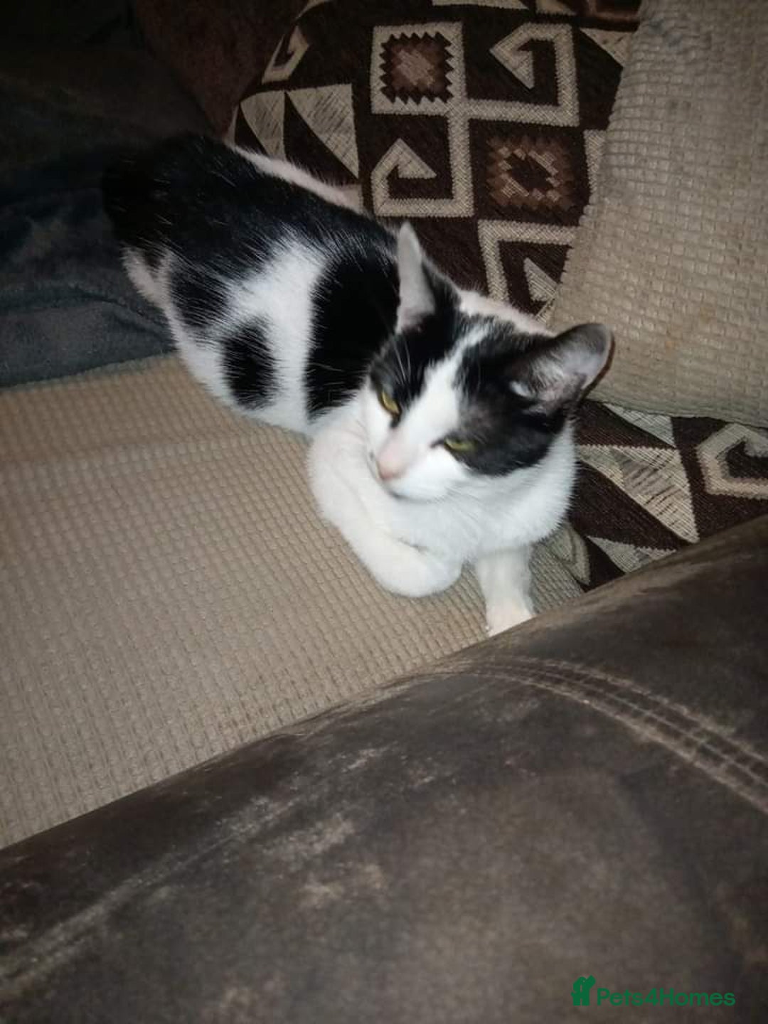 Mixed Breed cats for sale: 3 very loving girls looking for forever homes - Advert 3