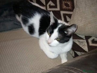Mixed Breed cats 3 very loving girls looking for forever homes - Advert 1