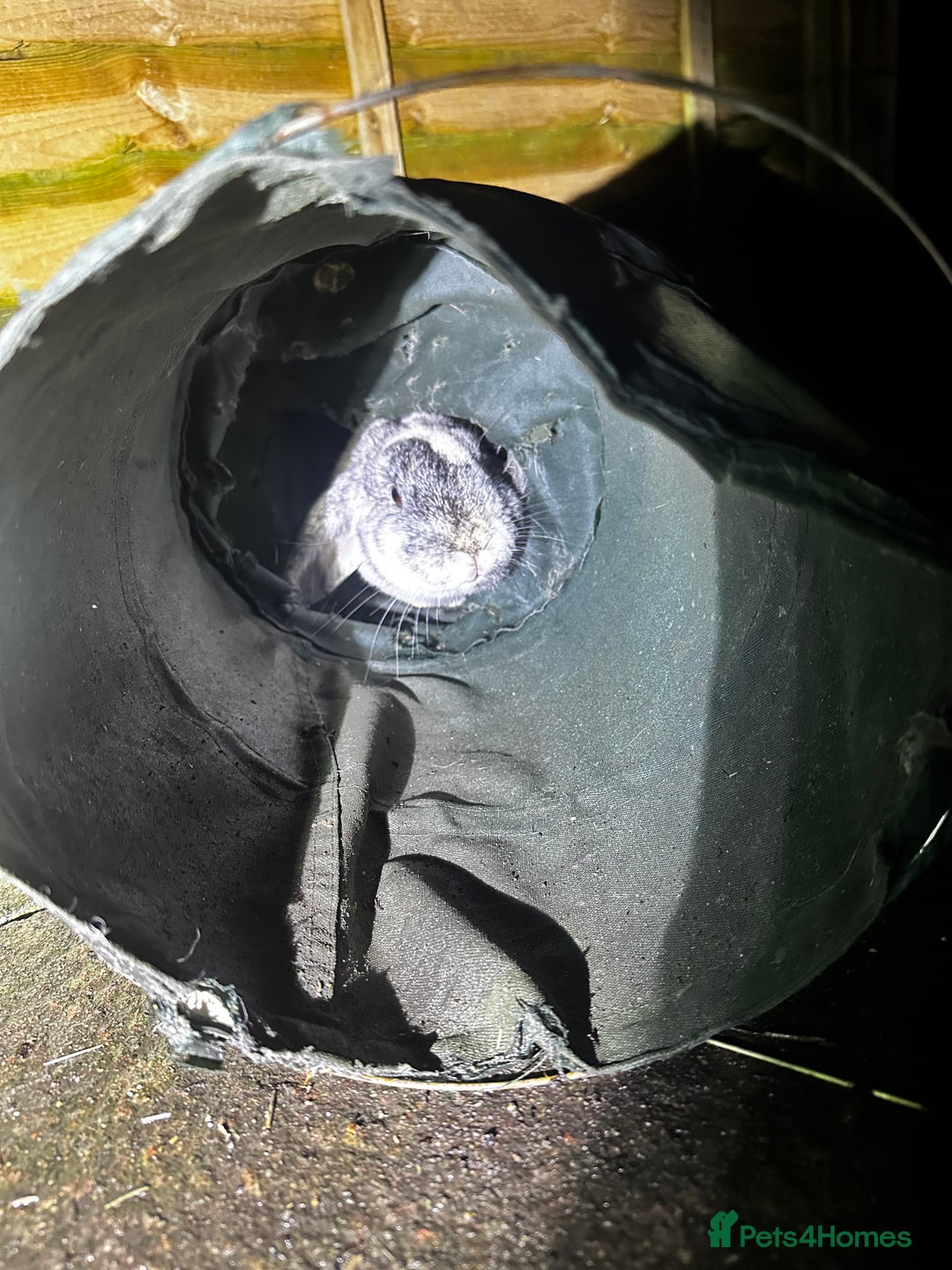 Mixed Breed rabbits for sale: Sonny - rabbit  - Advert 2