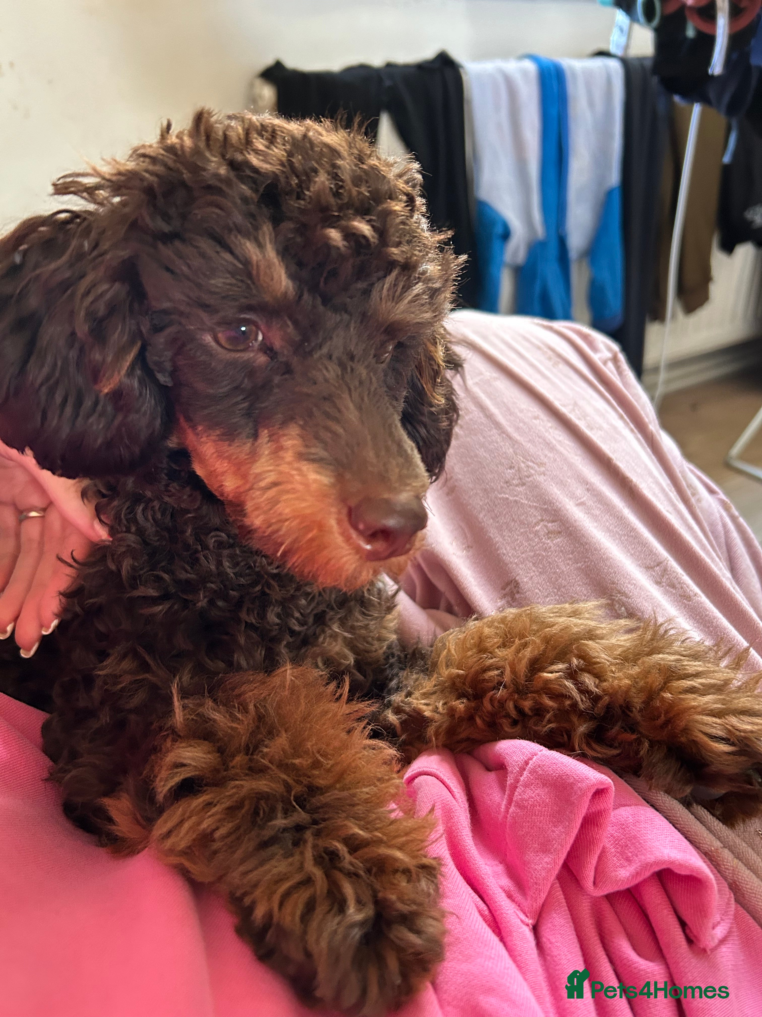 Toy Poodle dogs Kc registered chocolate phantom toy poodle in Swansea - Advert 2