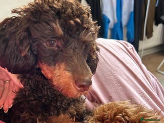 Toy Poodle dogs Kc registered chocolate phantom toy poodle in Swansea - Advert 8