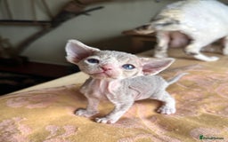Devon Rex cats for sale: Adorable pure Devon Rex kittens  - Image 26