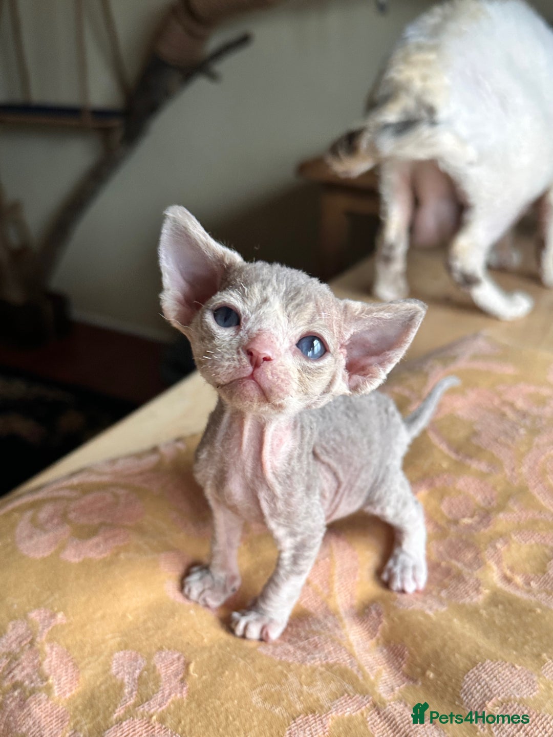 Devon Rex cats for sale: Adorable pure Devon Rex kittens  - Image 26