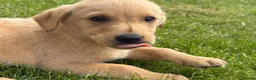 Labrador Retriever dogs for sale: 🧡Fabulous KC Fox Red Puppies.🧡 - Advert 12