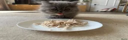 Persian cats for sale: 6th Generation pedigree Persian Kittens  - Advert 9